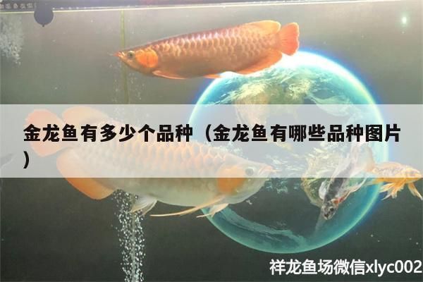 金龙鱼分几种类型的鱼是什么鱼（金龙鱼的种类及种类介绍）