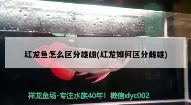 红龙鱼怎么区分雌雄（如何区分红龙鱼的雌雄） 龙鱼百科 第3张