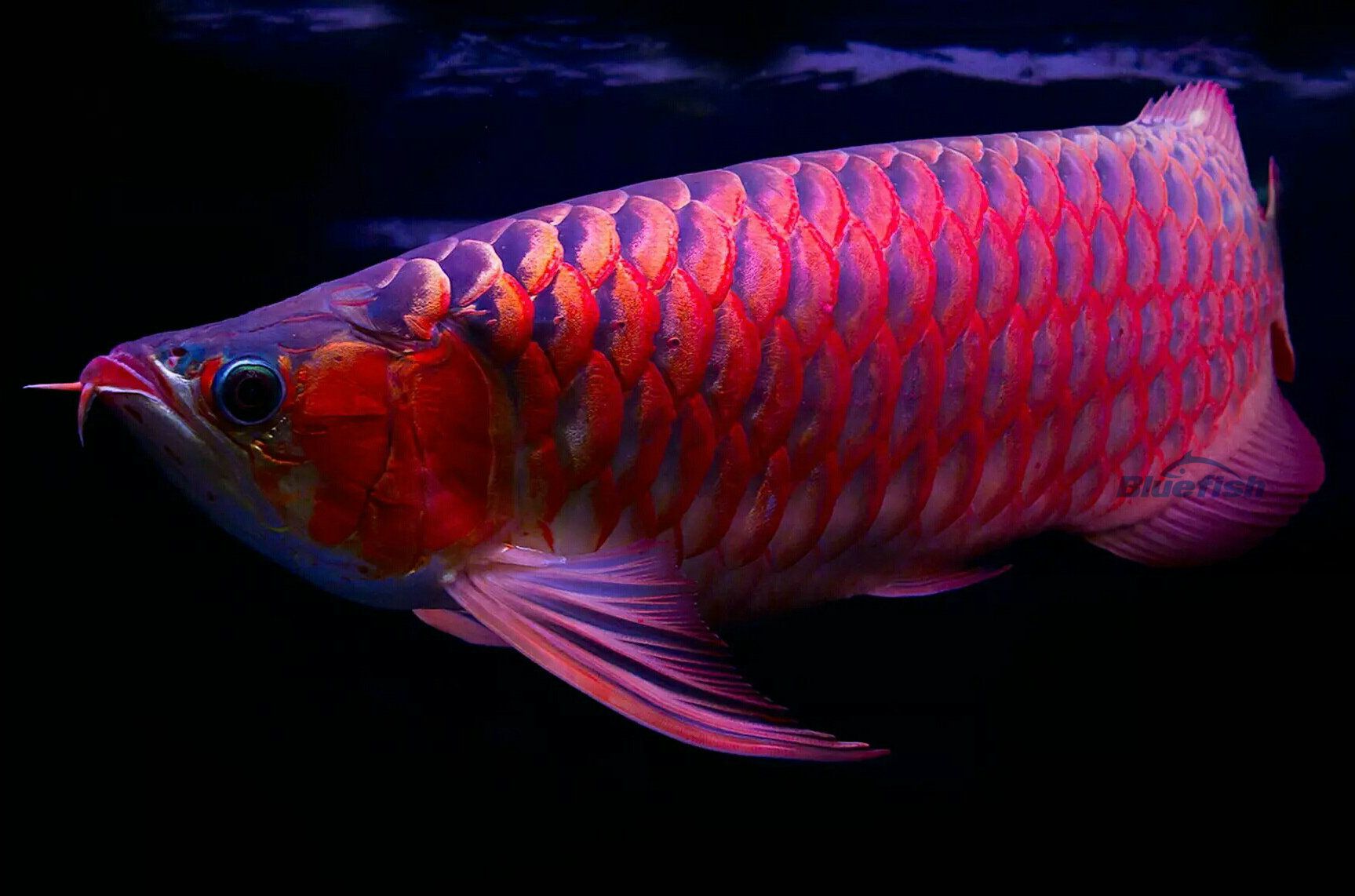 昆明水族馆虎鱼头上有白色棉絮一样的东西