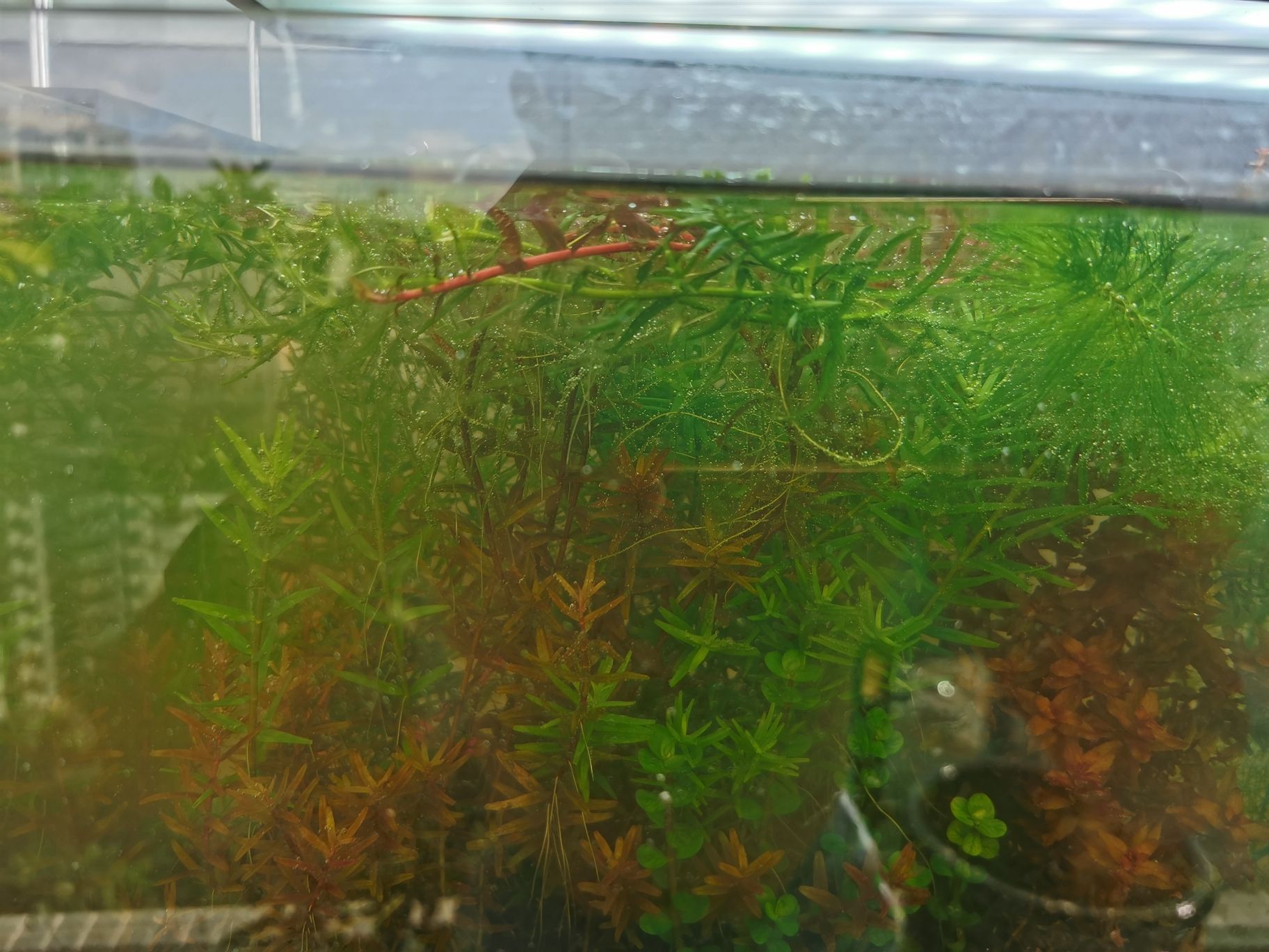 商洛水族馆请问怎修剪水草？