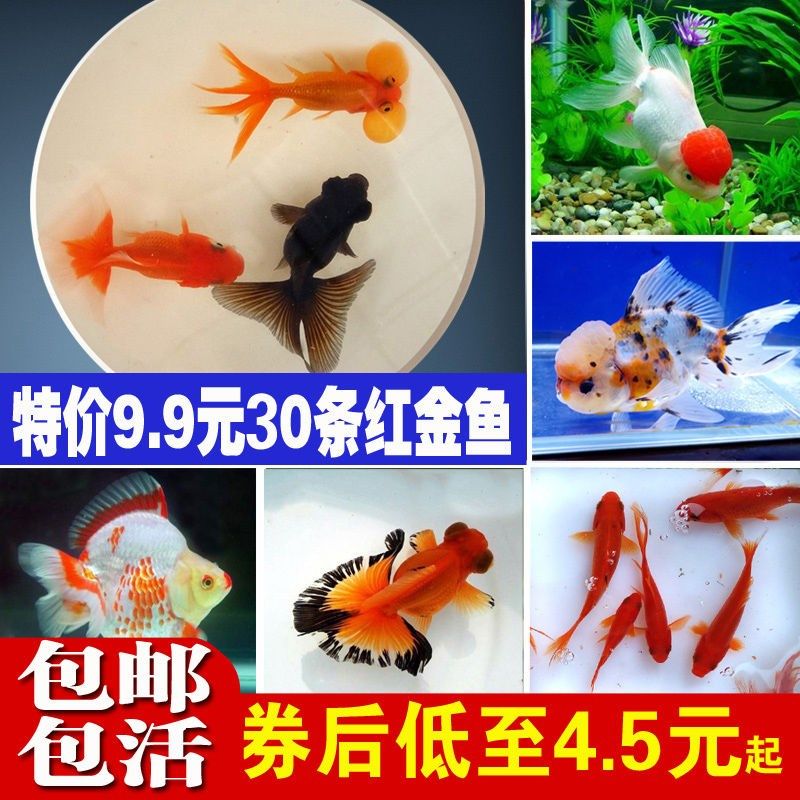 厦门水族馆长大喽