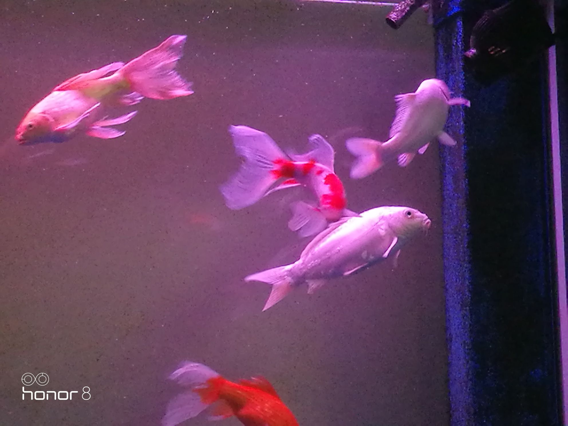 巴中水族馆签到晚安