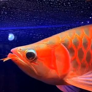 鄂州水族馆1仔138天了