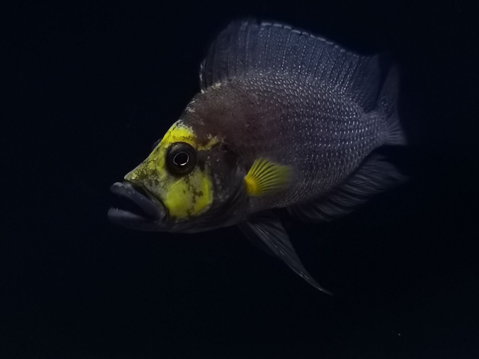 延边朝鲜族自治州水族馆发组美图 南美异型鱼 第5张