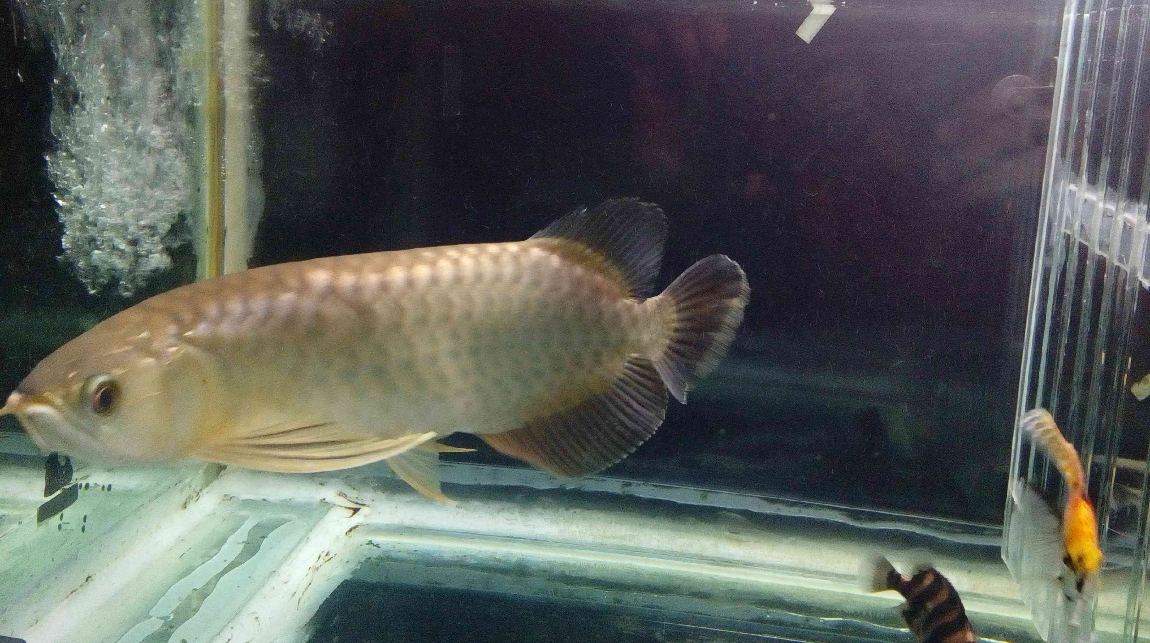 常州水族馆再试双龙混养