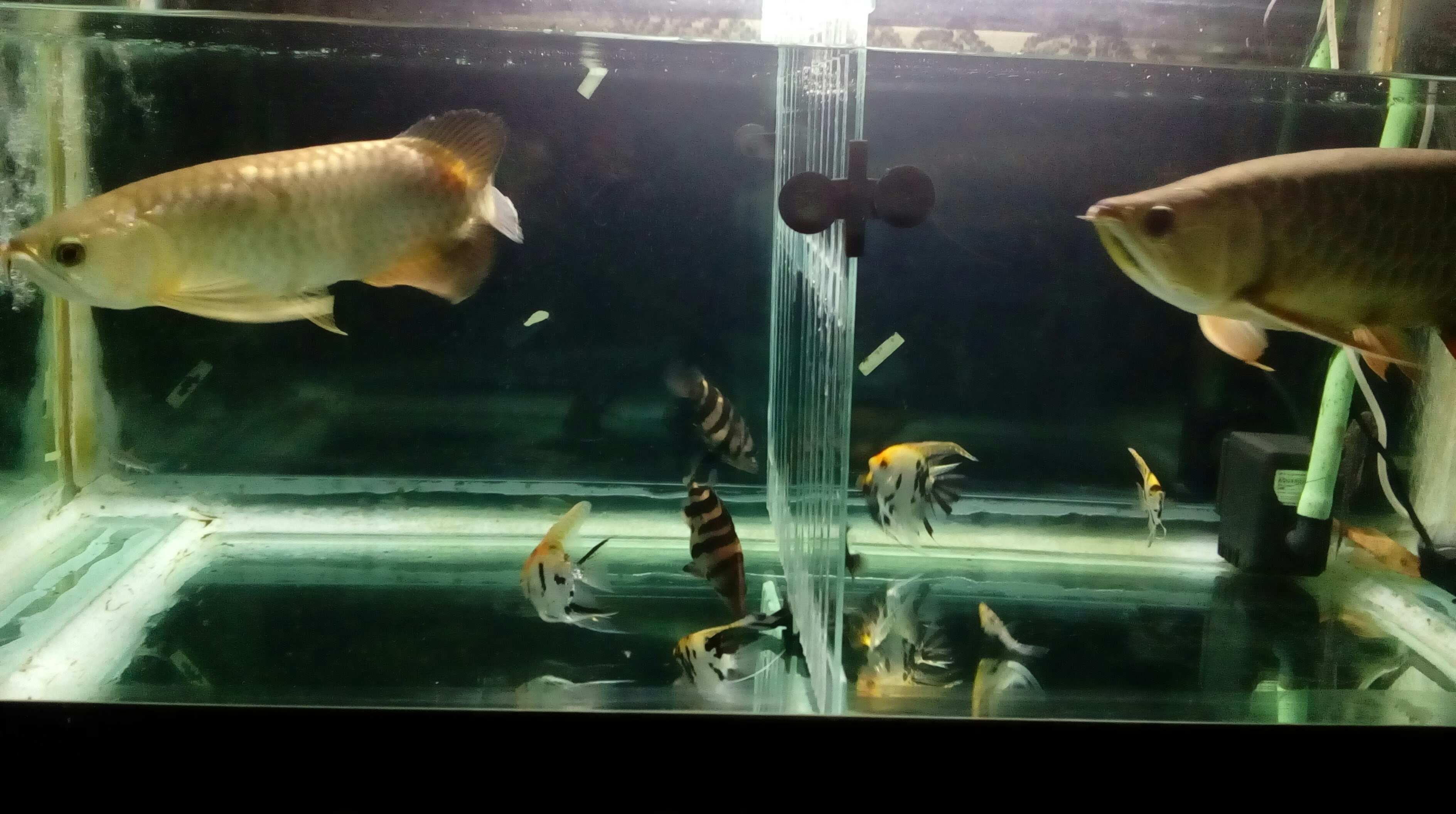 常州水族馆再试双龙混养