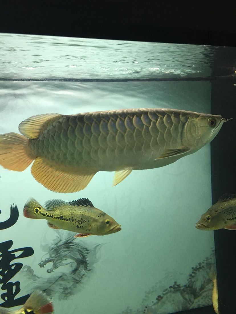 大同水族馆无聊拍拍 鹦鹉鱼 第5张