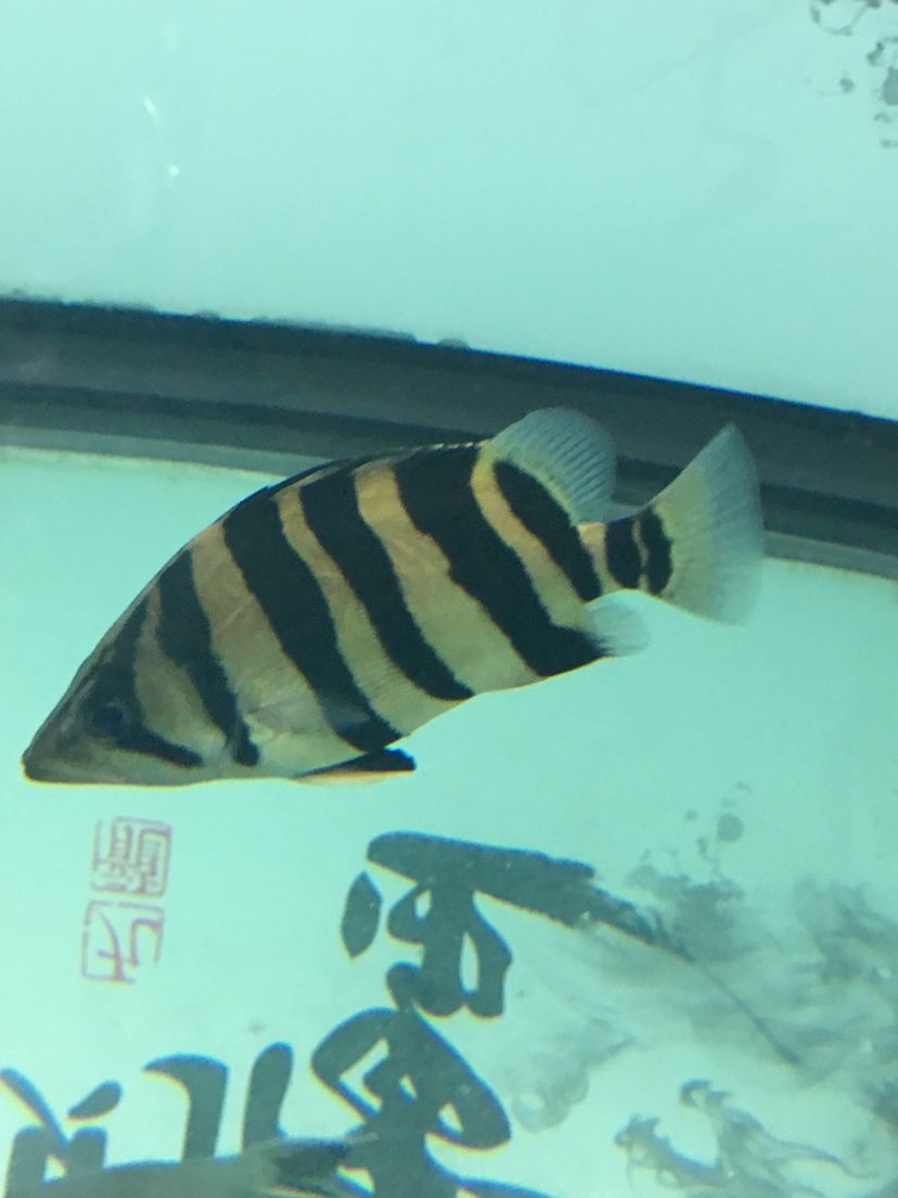 大同水族馆无聊拍拍 鹦鹉鱼 第7张