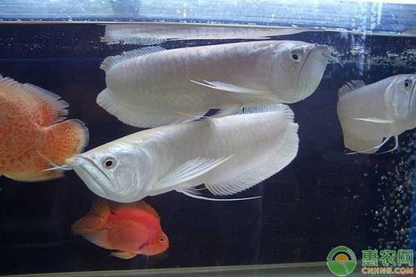 红龙鱼人工养殖许可证办理（如何更新红龙鱼人工养殖许可证？） 水族问答