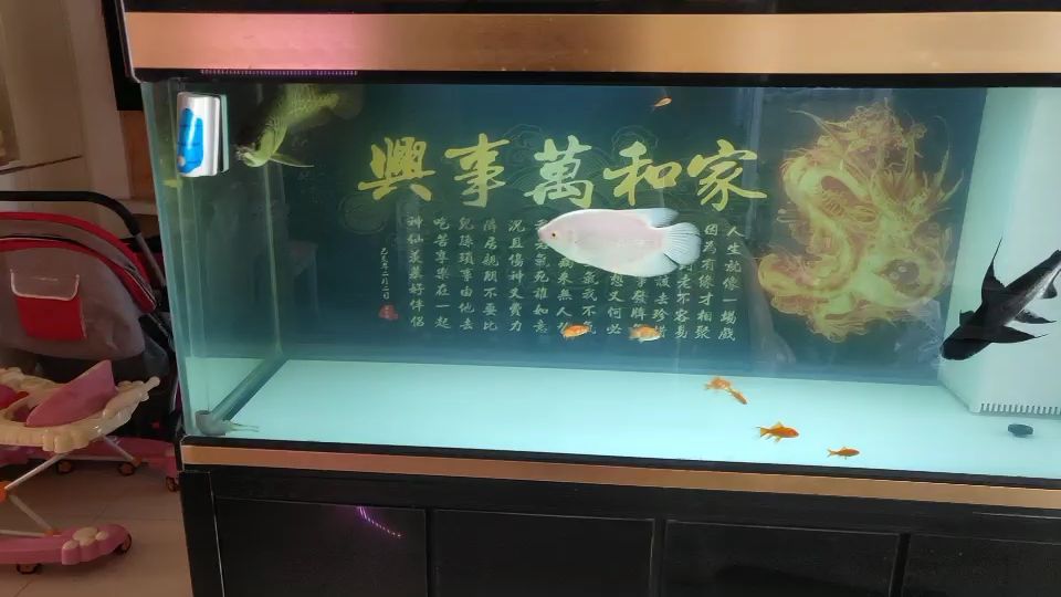 乐山水族馆换缸了养了2天水金龙试水 过背金龙鱼 第2张