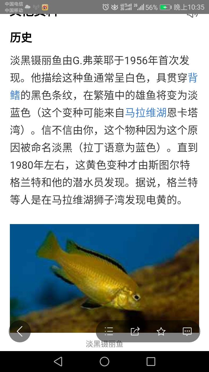 濮阳水族馆真正的白马王子白色淡黑镊丽鱼