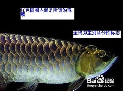 金龙鱼等级区分图解大全及价格表（金龙鱼的等级区分）