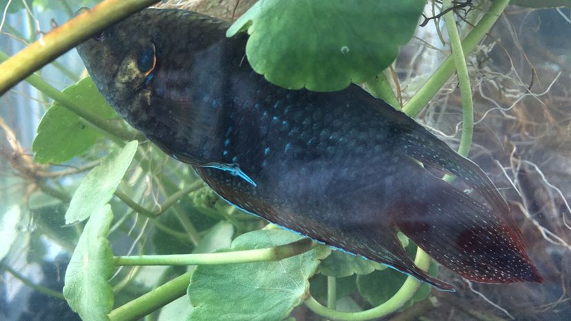 台州水族馆喜欢圆尾斗鱼的联系我你懂的物美价廉