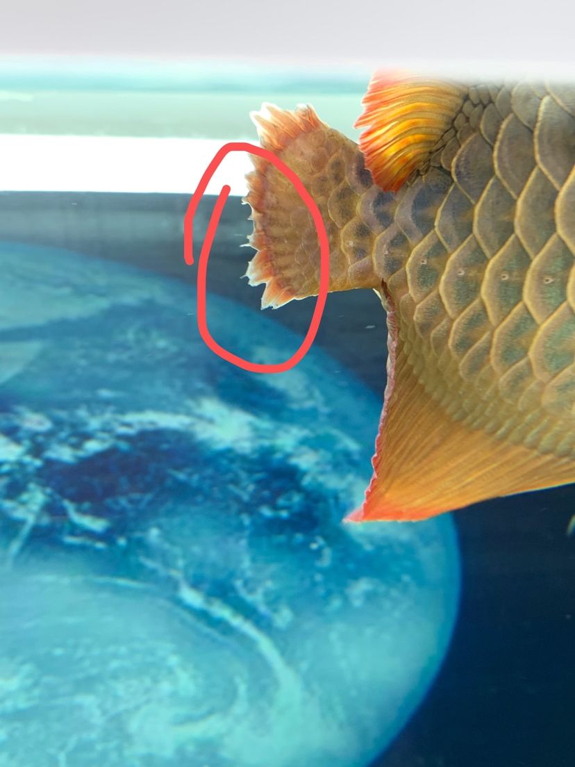 鹤壁水族馆什么办法都用了就是不行