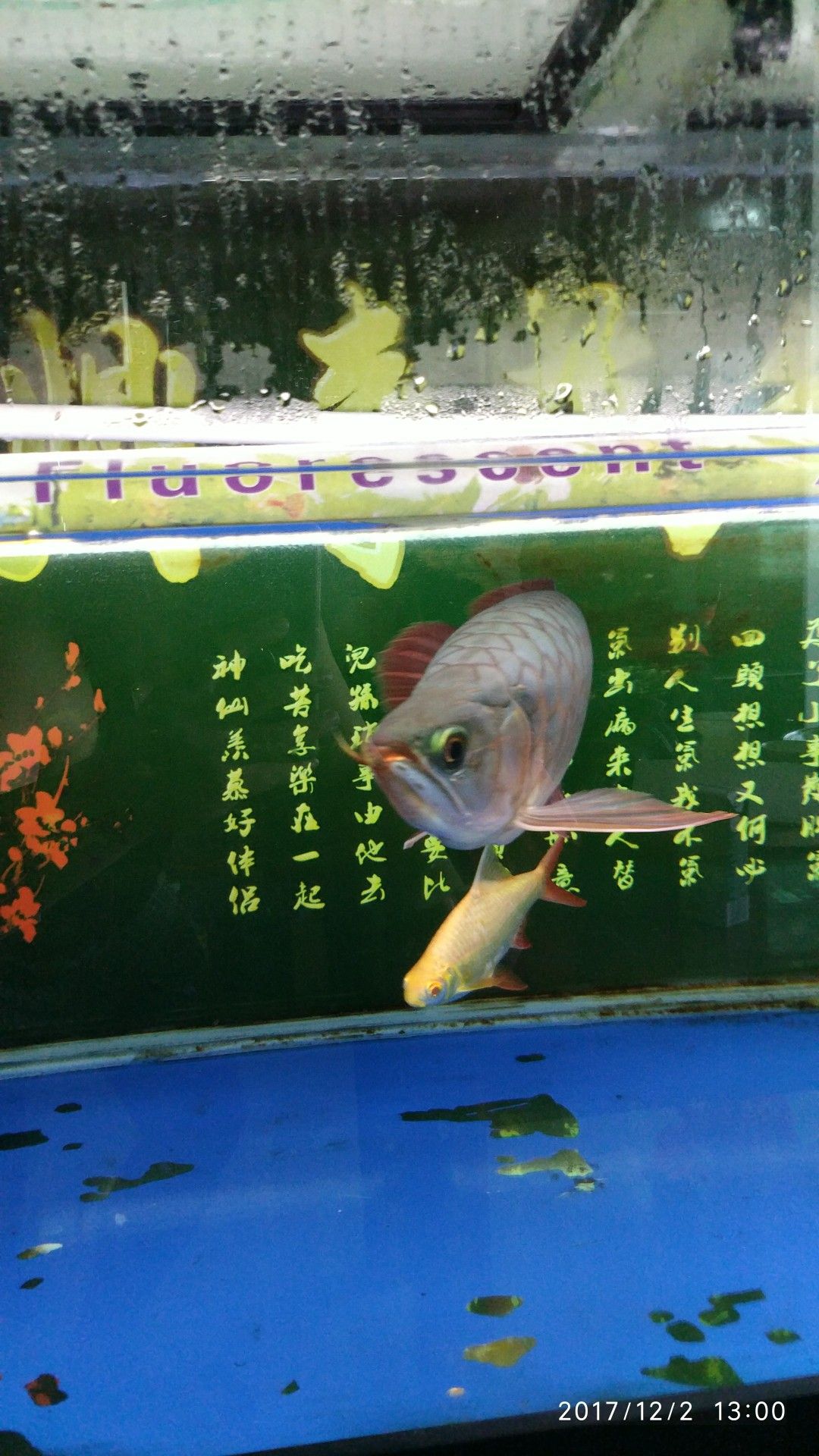 武汉水族馆胖子红龙 观赏鱼市场（混养鱼） 第5张