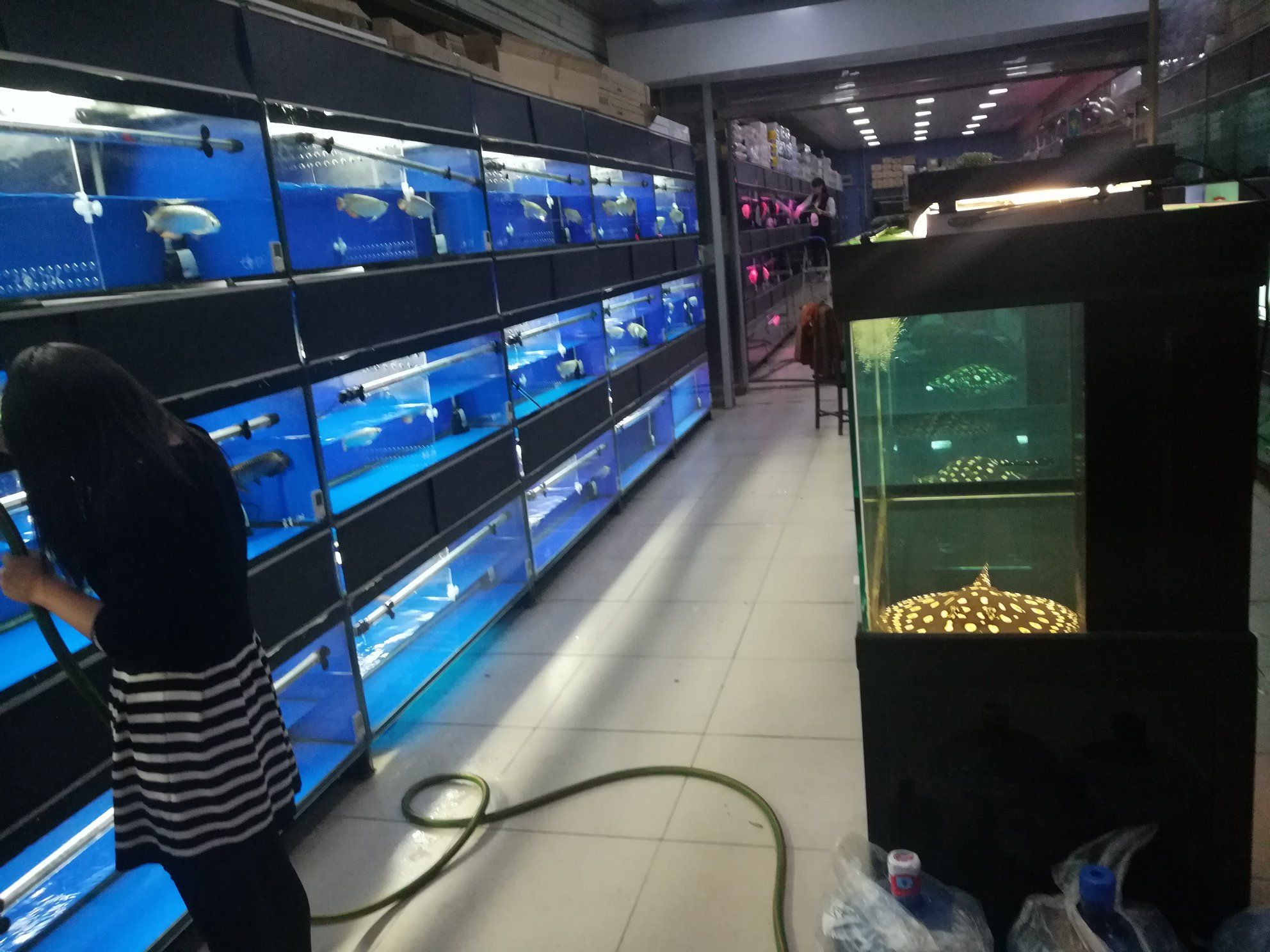 黄石水族馆北京金源 虎斑恐龙鱼 第6张