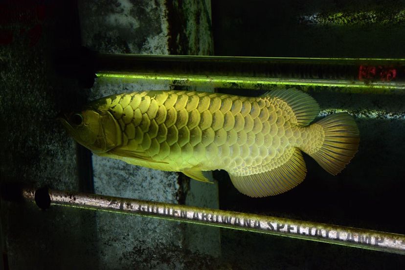 铁岭水族馆〖立达圆你紫蓝铭龙梦〗＋我的养鱼经验 罗汉鱼批发 第2张