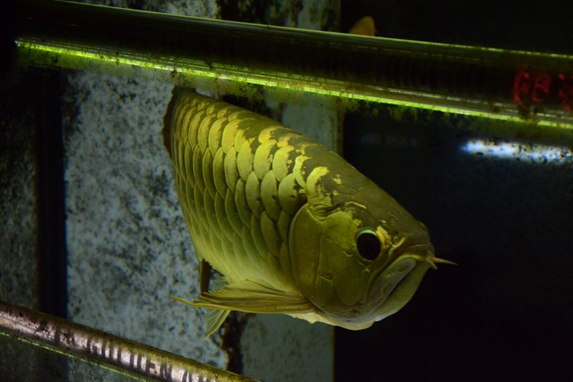 铁岭水族馆〖立达圆你紫蓝铭龙梦〗＋我的养鱼经验