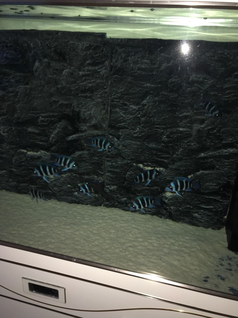 攀枝花水族馆帮看看今天入手的萨伊怎么样刚入缸