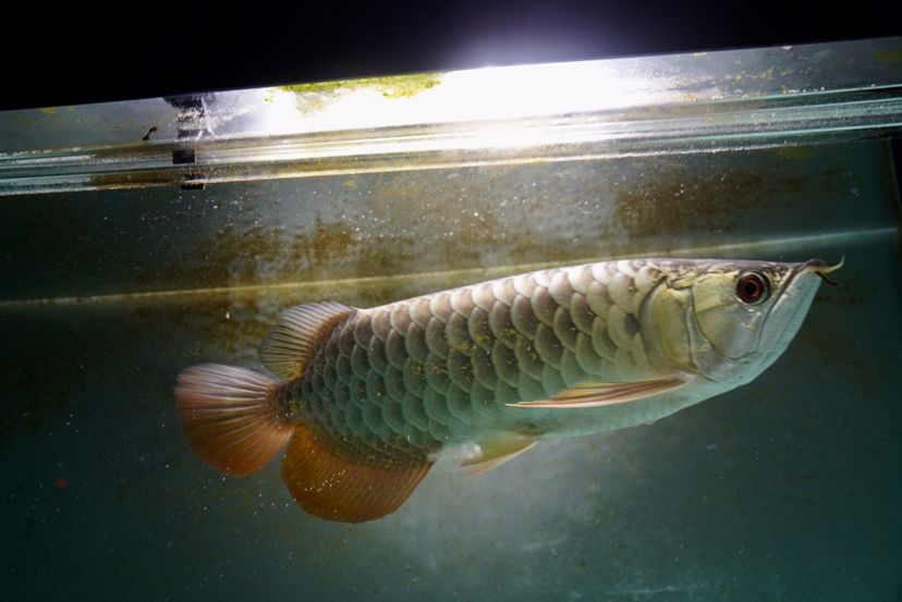 果洛藏族自治州水族馆一千多的金龙是养不好的