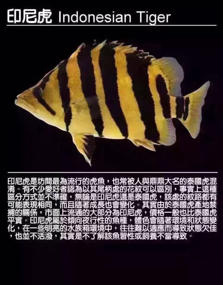 淮北观赏鱼市场虎鱼种类