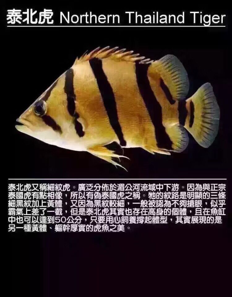 淮北观赏鱼市场虎鱼种类