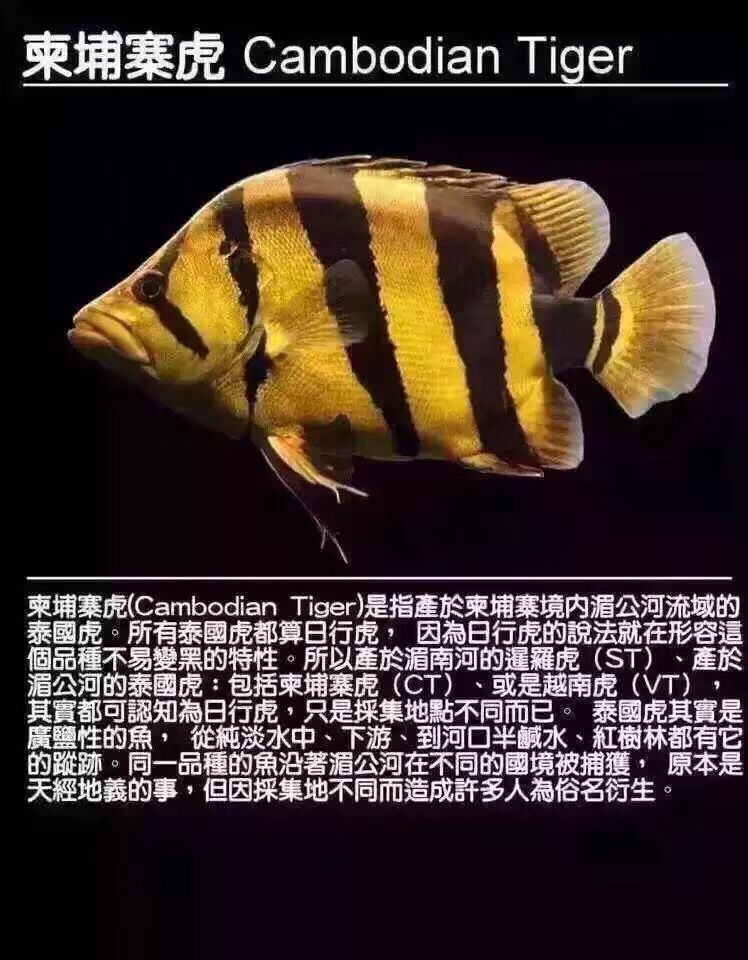 淮北观赏鱼市场虎鱼种类 观赏鱼市场（混养鱼） 第4张