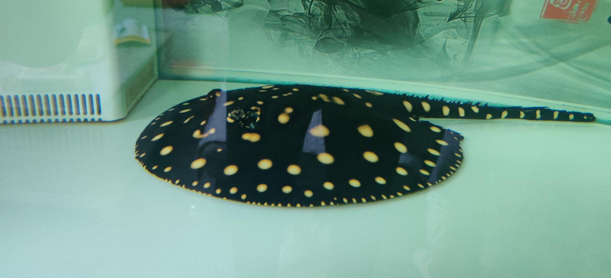 阿克苏水族馆求大神们点播