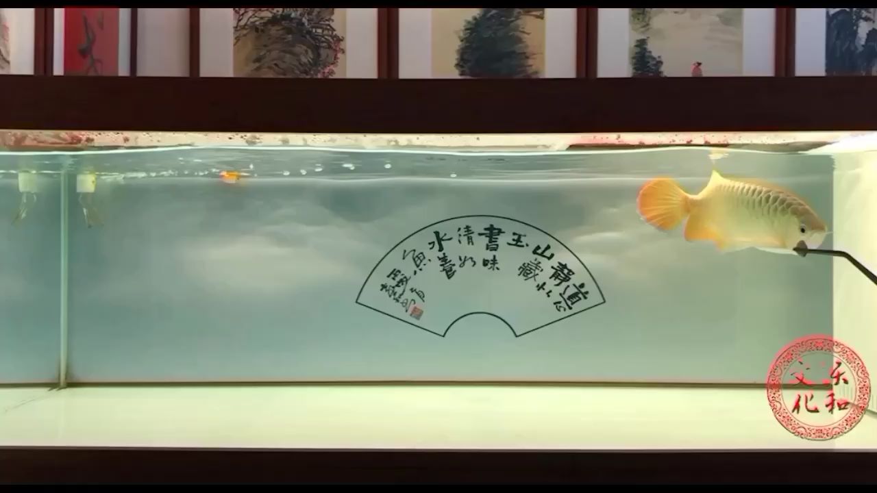 锦州水族馆喂食 虎斑恐龙鱼 第2张