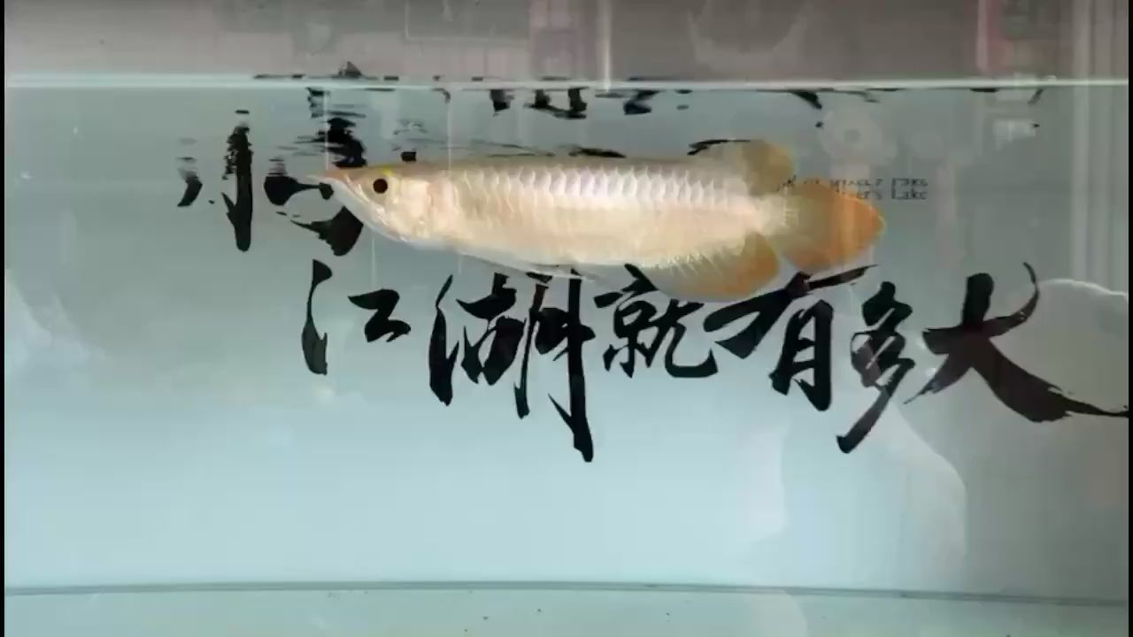 渭南水族馆阿古斯贡拜f12022年7月17入缸