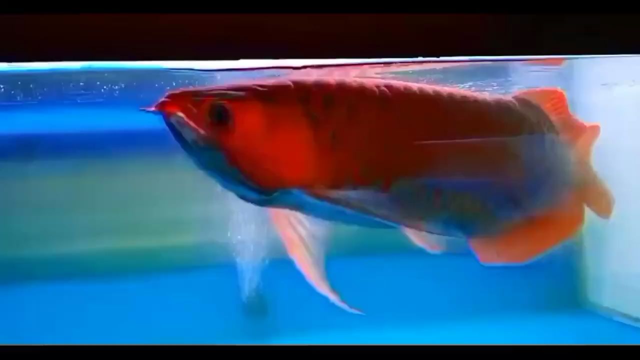 高陵水族馆冠军鱼