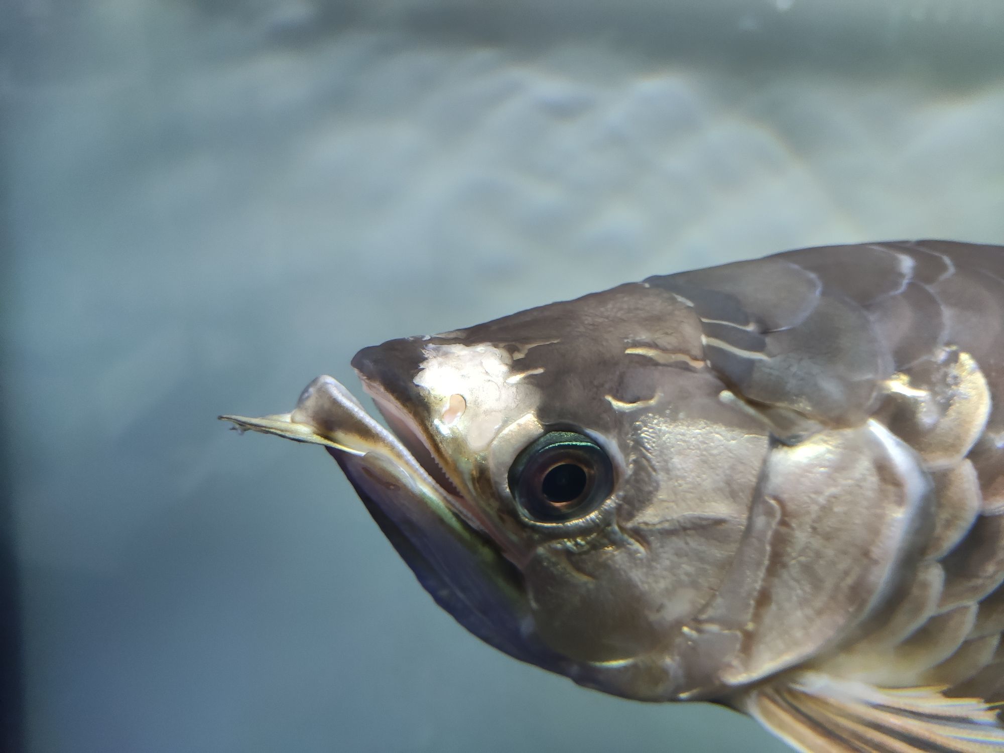 钦州水族馆龙鱼怎么了？最近也不进食