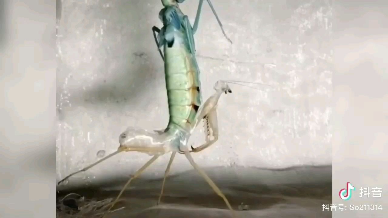 海西蒙古族藏族自治州水族馆蜕壳