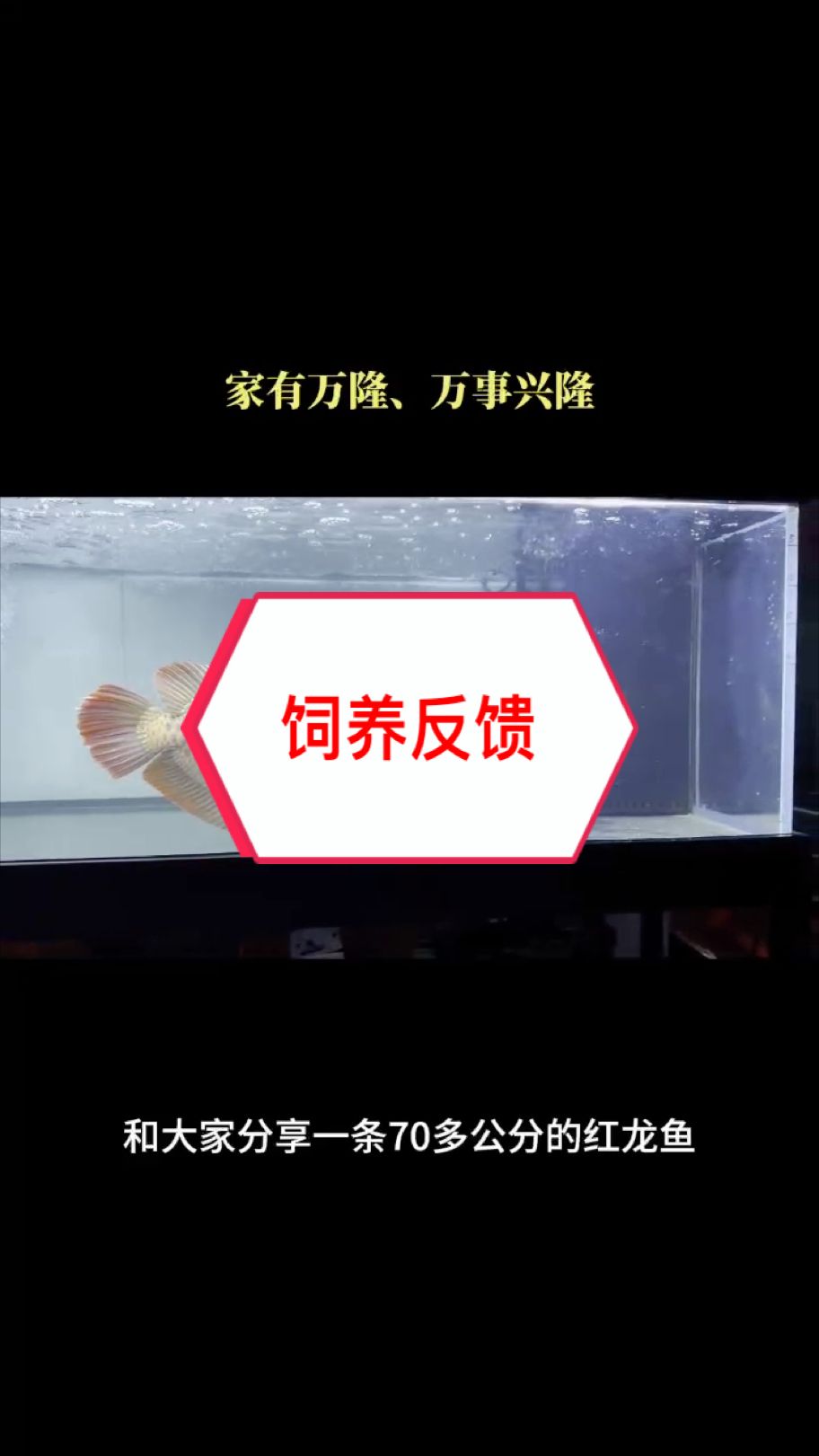 70+个体，饲养5年，白灯拍摄，满腮满片。    好鱼更具培养价值👍🏻👍🏻👍🏻
感谢济南段公子的反馈视频@龍缘水族. 
#红龙 #龙鱼 #万隆天王红龙（70+个体，饲养5年，白灯拍摄）