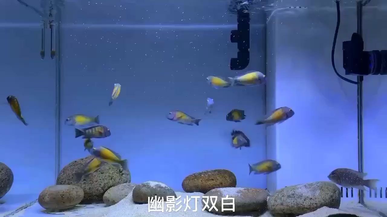 通辽水族馆蝴蝶