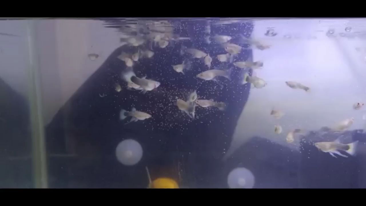 六盘水水族馆真能吃