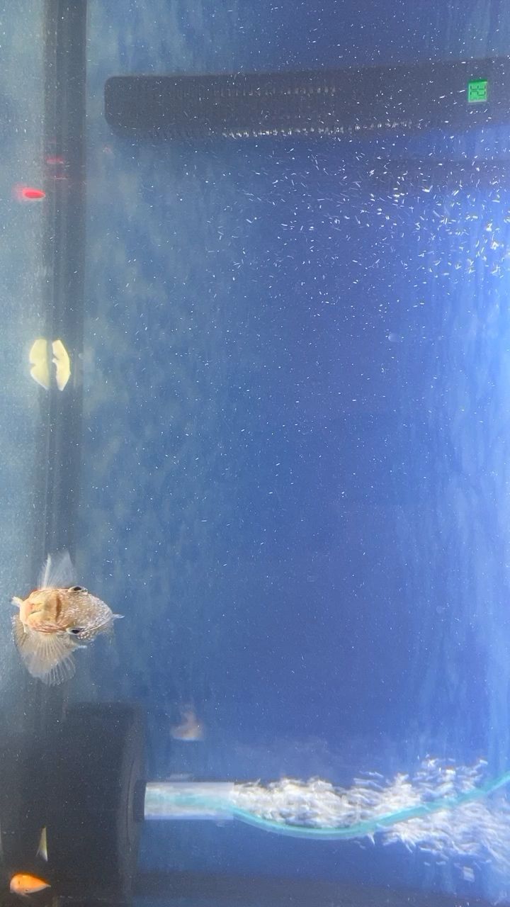 博尔塔拉蒙古自治州水族馆金花白点治疗更新 熊猫异形鱼L46 第2张