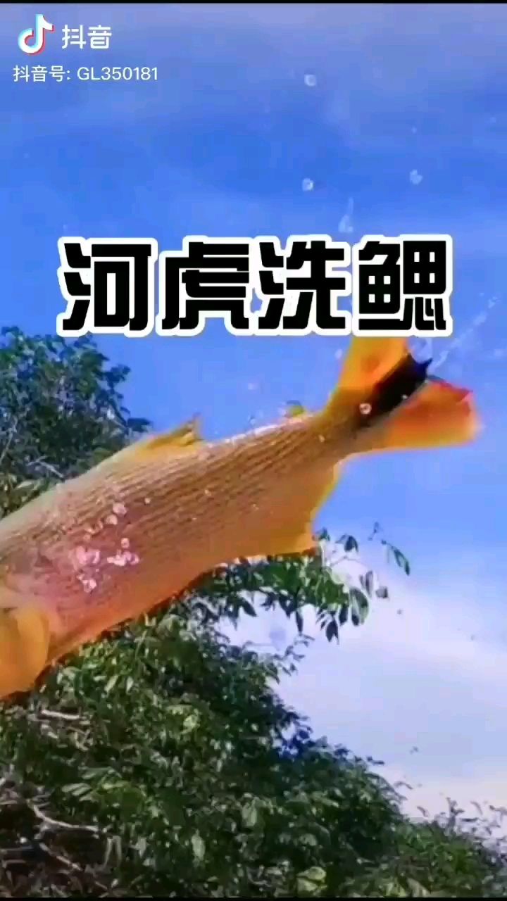 大兴安岭水族馆黄金河虎