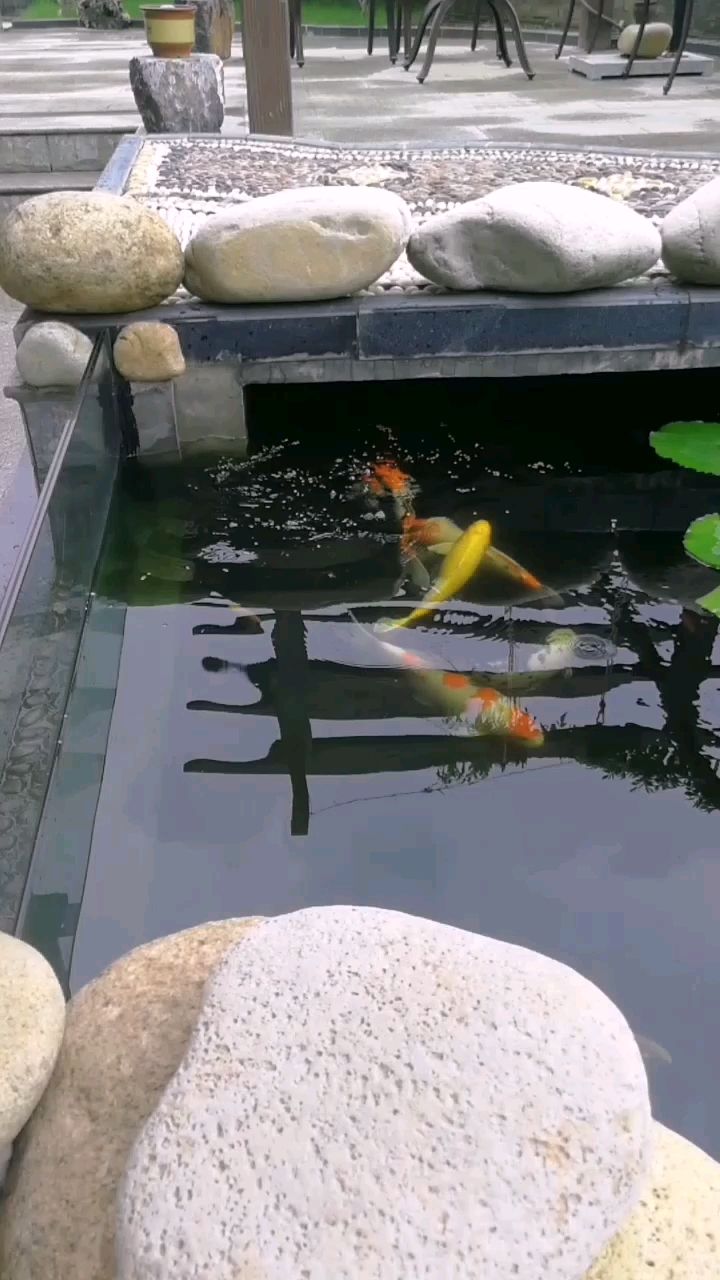 大理白族自治州水族馆欣赏一下我的锦鲤还有小锦鲤 双线侧鱼 第2张