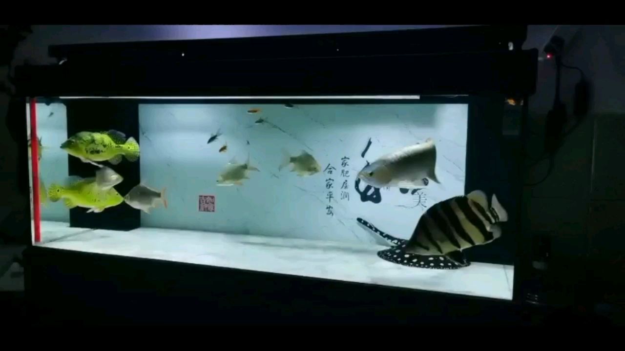 汕头水族馆龙虎魟日常打卡