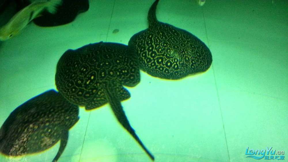 崇左水族馆上海出1公2母黑帝种鱼成鱼5000元打包价