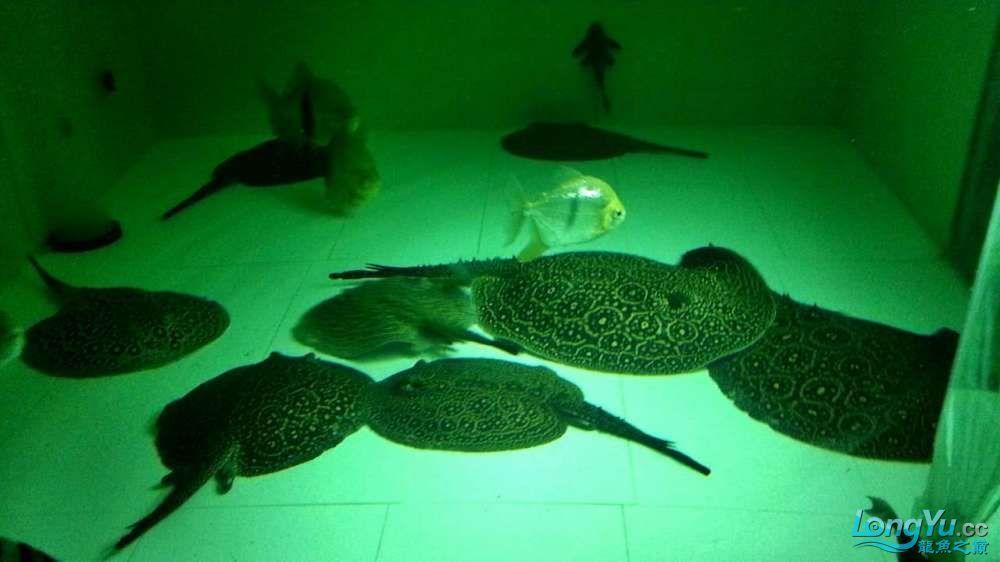 崇左水族馆上海出1公2母黑帝种鱼成鱼5000元打包价