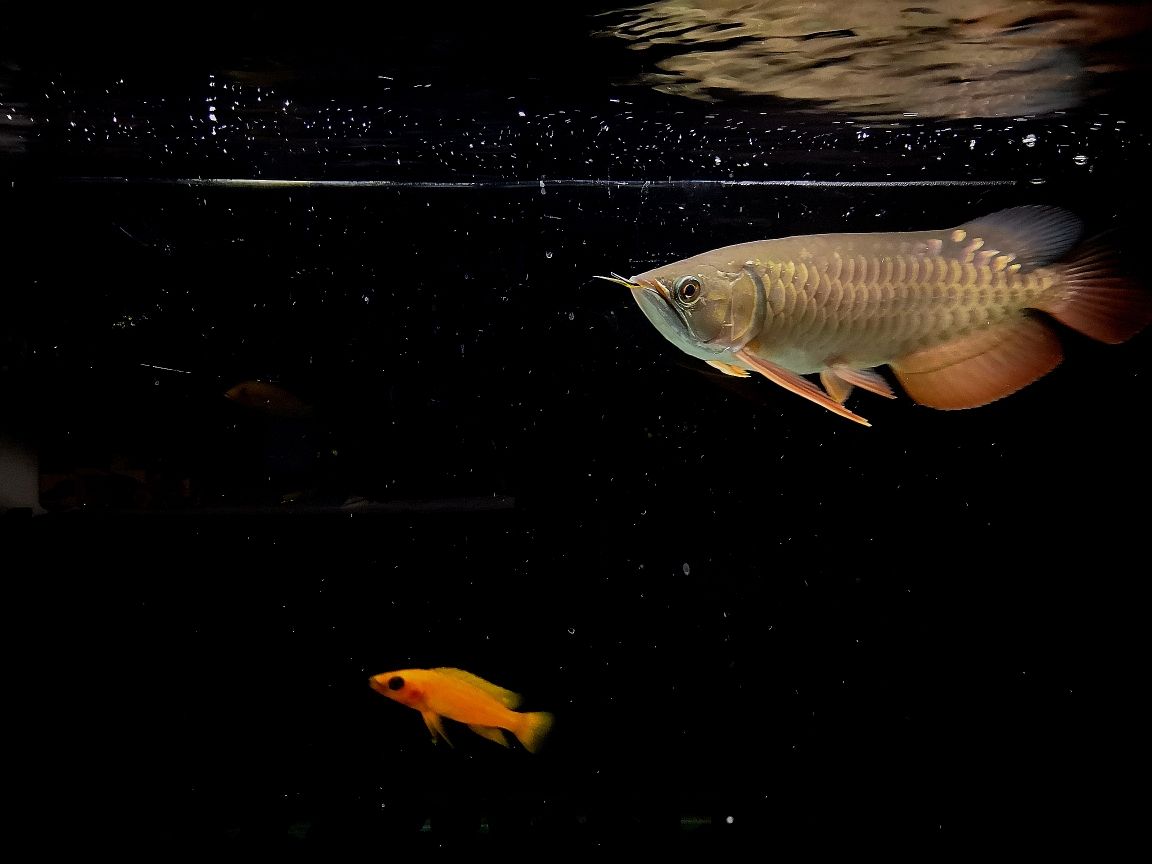 潮州水族馆行运一条龙