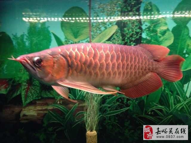 阿里水族馆明天上前线我骄傲