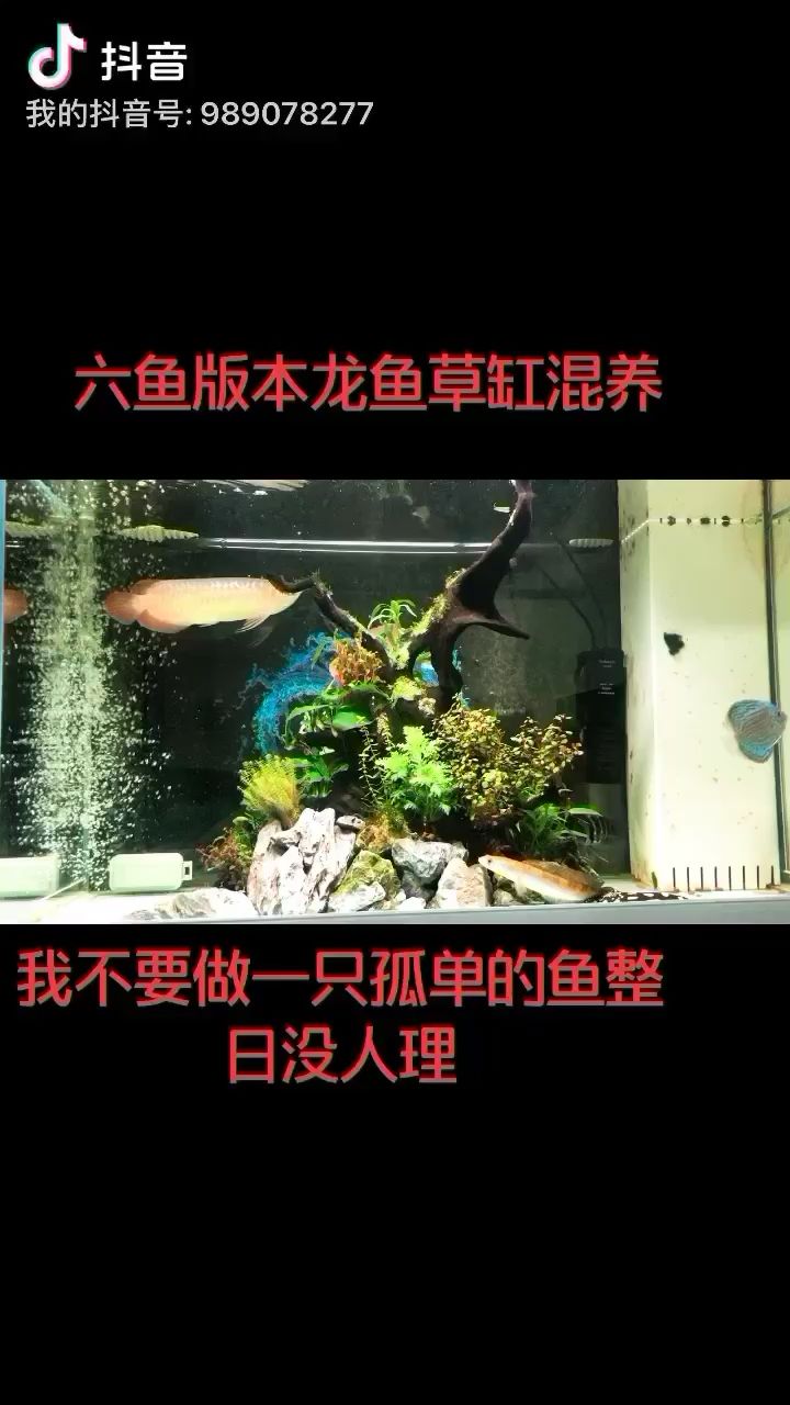 铜陵水族馆和谐的混养龙鱼草缸