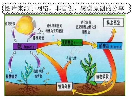 硝化系统及水的养护