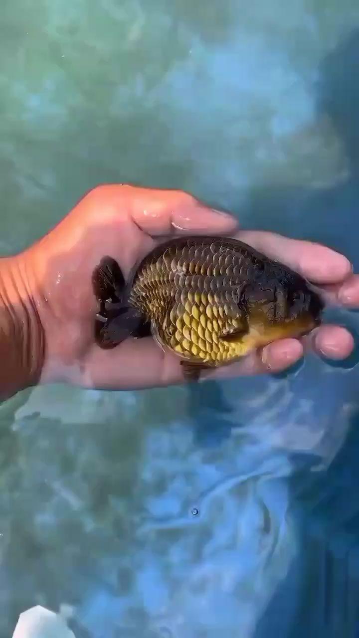 十堰水族馆兰寿金鱼冷水鱼观赏鱼