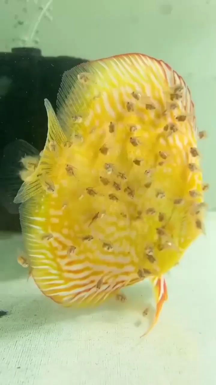 西安水族馆母爱