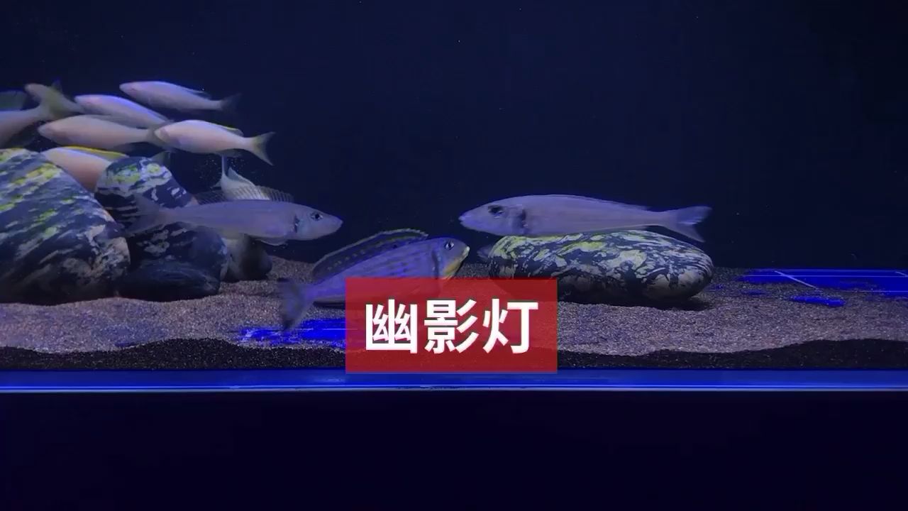 黄嘴