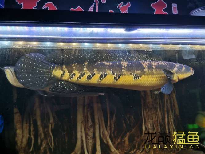 普洱水族馆猛鱼多大之后适合加入混养？